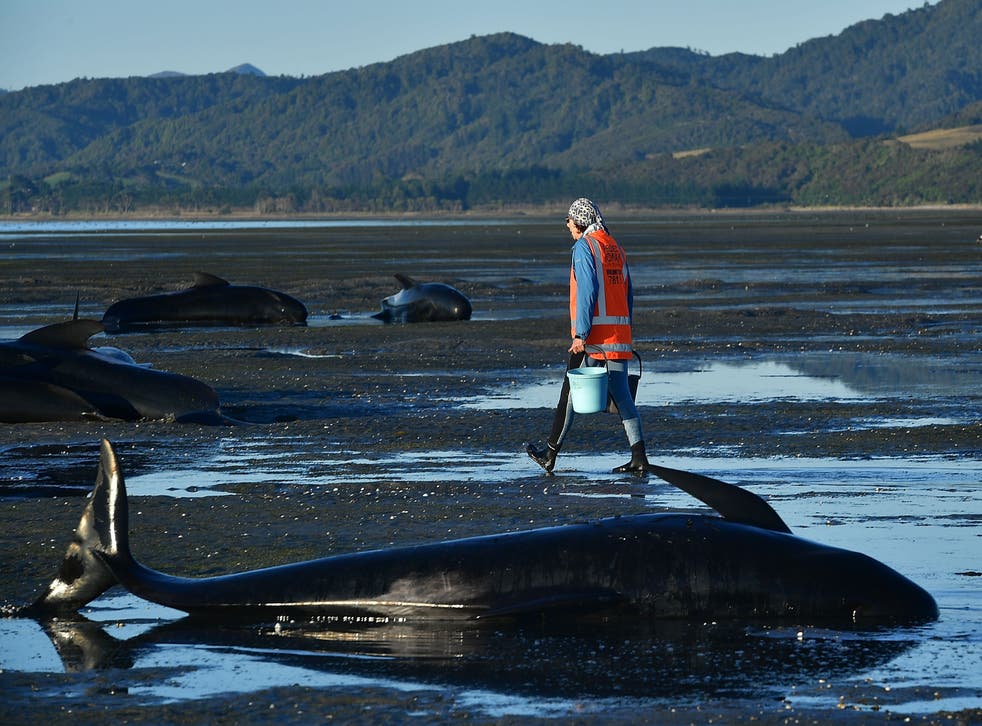 La manada de ballenas piloto quedó varada en la península Coromandel de la Isla Norte.