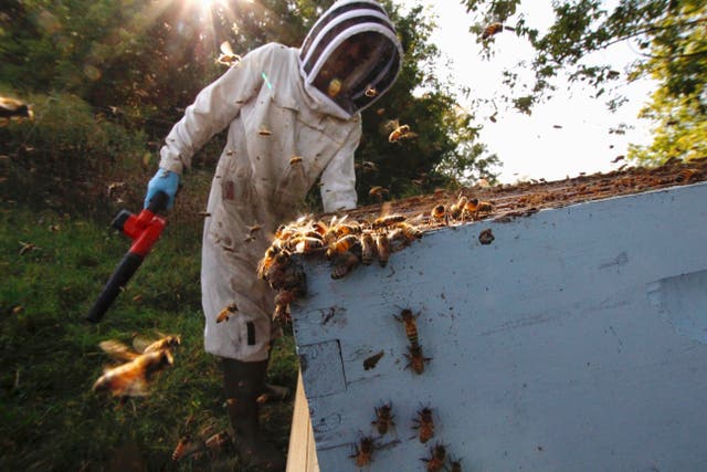 Virus Outbreak Beekeepers Challenge