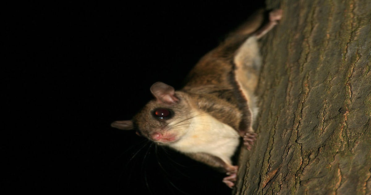 Seven Charged in Flying Squirrel Trafficking Ring, Florida