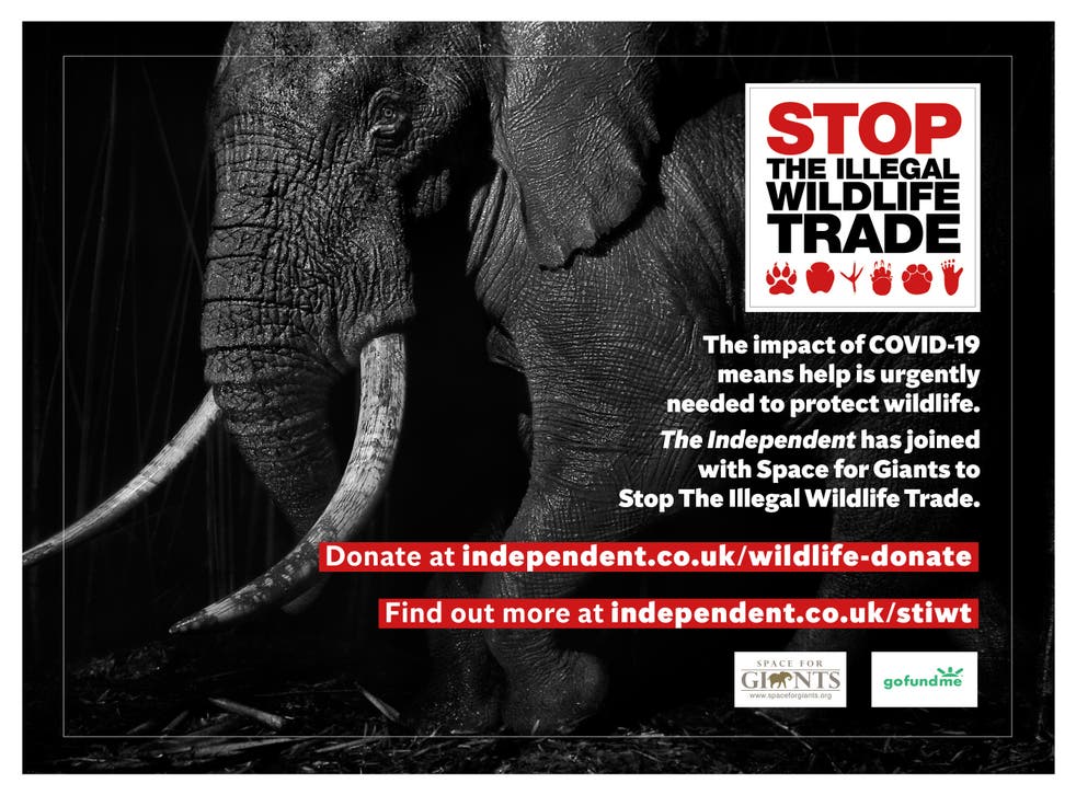 The Covid-19 conservation crisis has shown the urgency of The Independent’s Stop the Illegal Wildlife Trade campaign, which seeks an international effort to clamp down on illegal trade of wild animals
