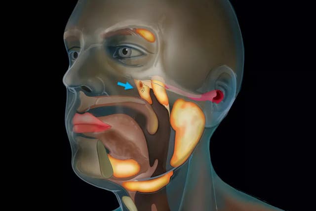 Scientists say the new-found glands likely perform function of lubricating the upper throat