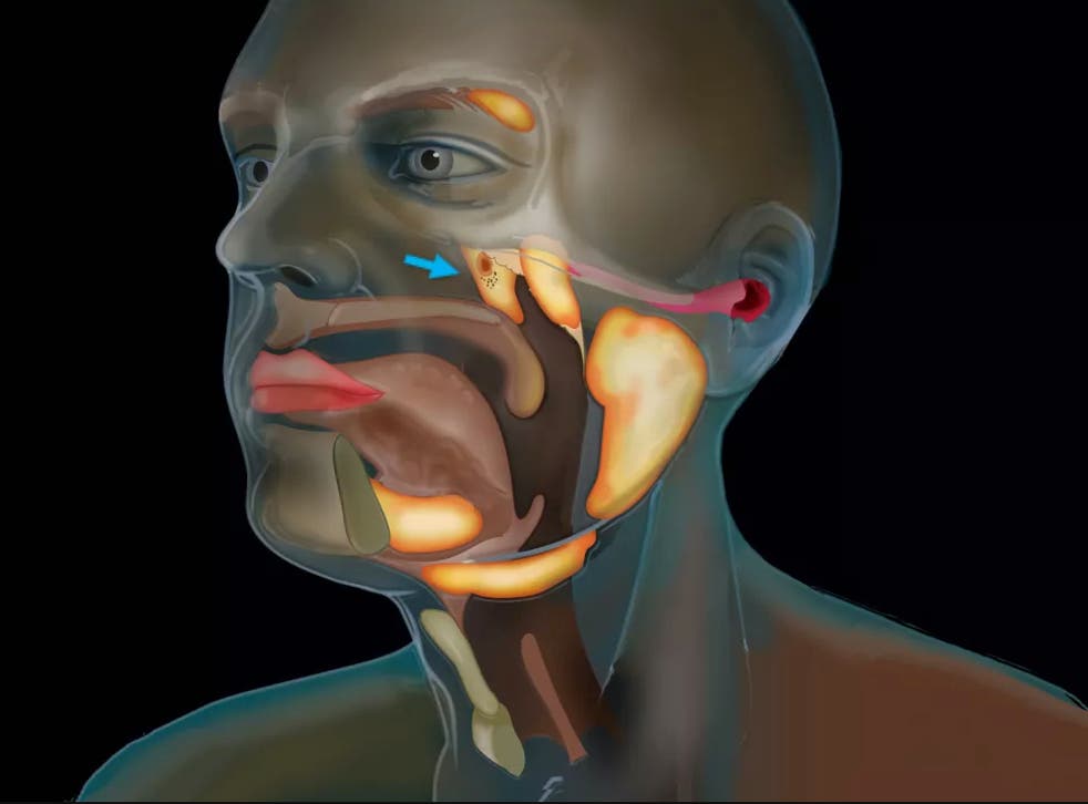 Los científicos dicen que las glándulas recién descubiertas probablemente realizan la función de lubricar la parte superior de la garganta