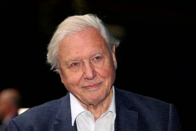 ‘In the end it has to be a political decision to save the world,’ Sir David Attenborough told audiences watching the Wildscreen virtual film festival