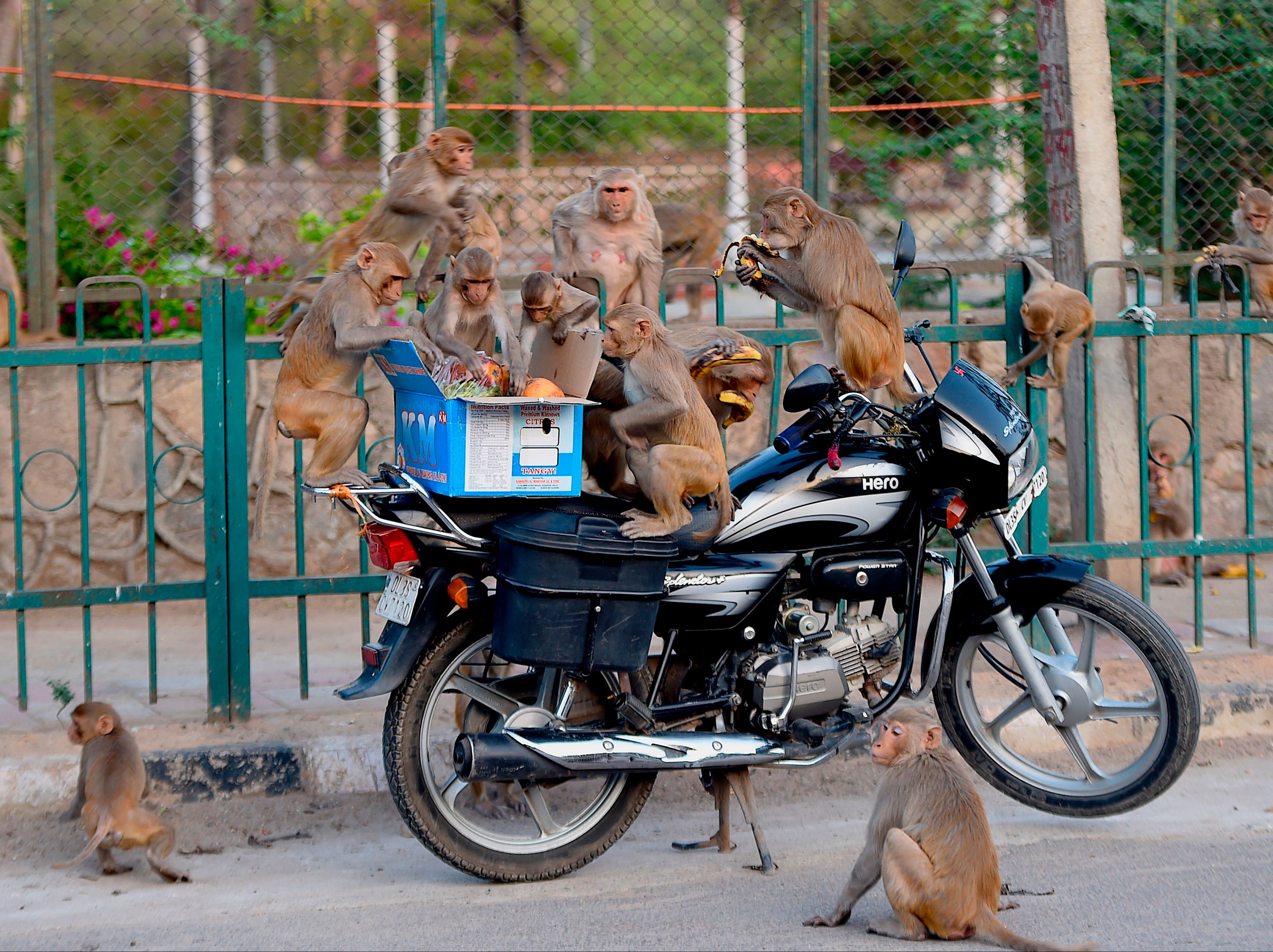 File image: The Indian government is trying to tackle the problem of conflict between monkeys and humans