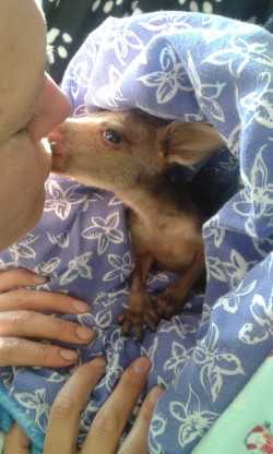 Jenny Elliott and a rescued joey