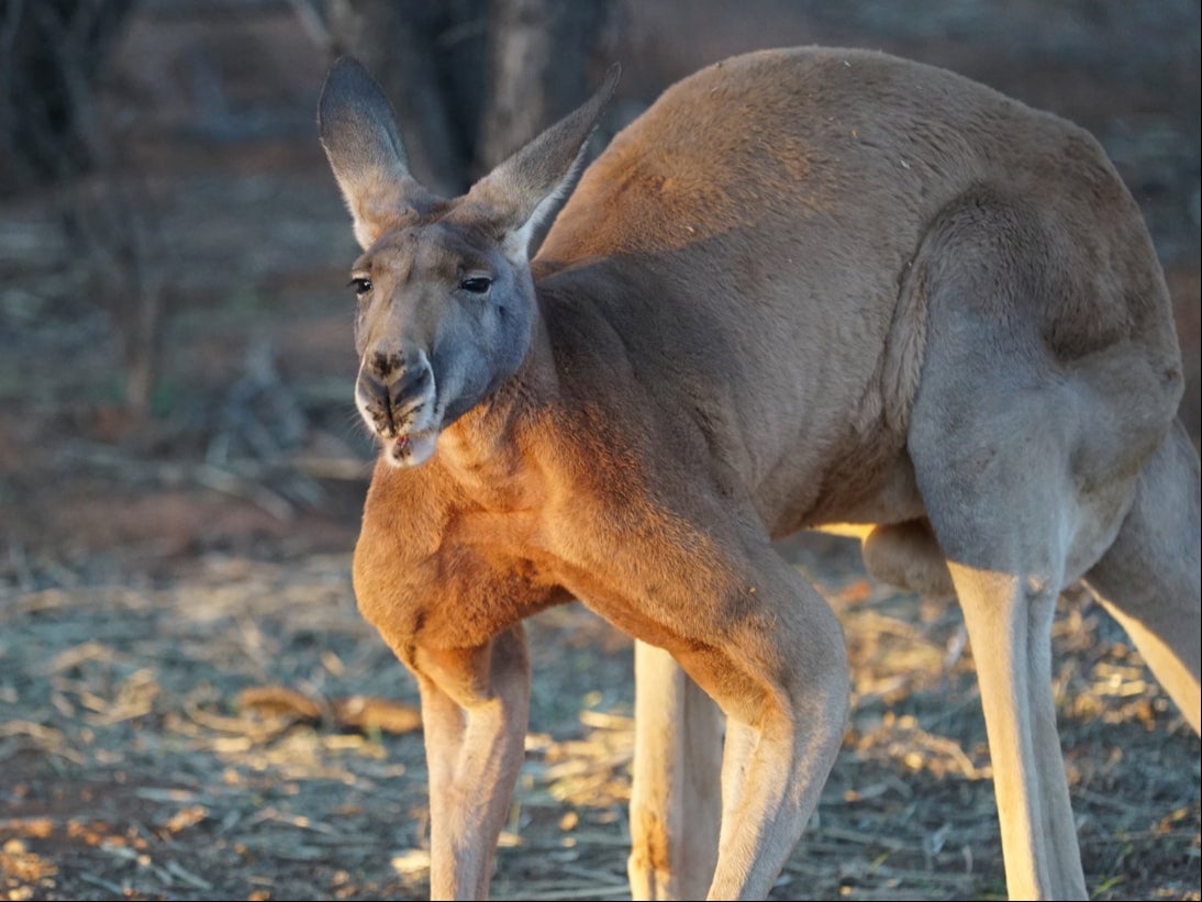 Kangaroos normally do not attack unprovoked