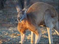 Woman attacked and followed by kangaroo