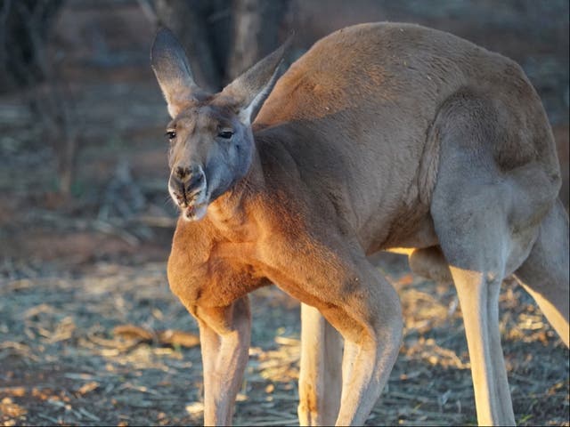 <p>Kangaroos normally do not attack unprovoked</p>