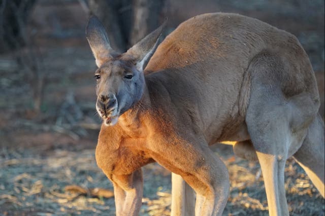 <p>Kangaroos normally do not attack unprovoked</p>
