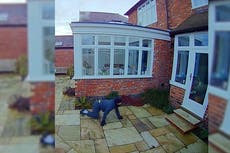 Cat burglar comes face-to-face with homeowner’s cat during raid