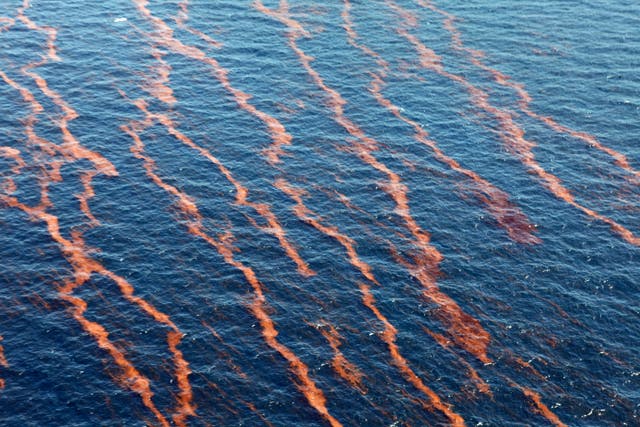 Gulf Oil Endangered Species