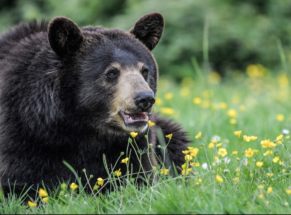 A female Baribal American black bear