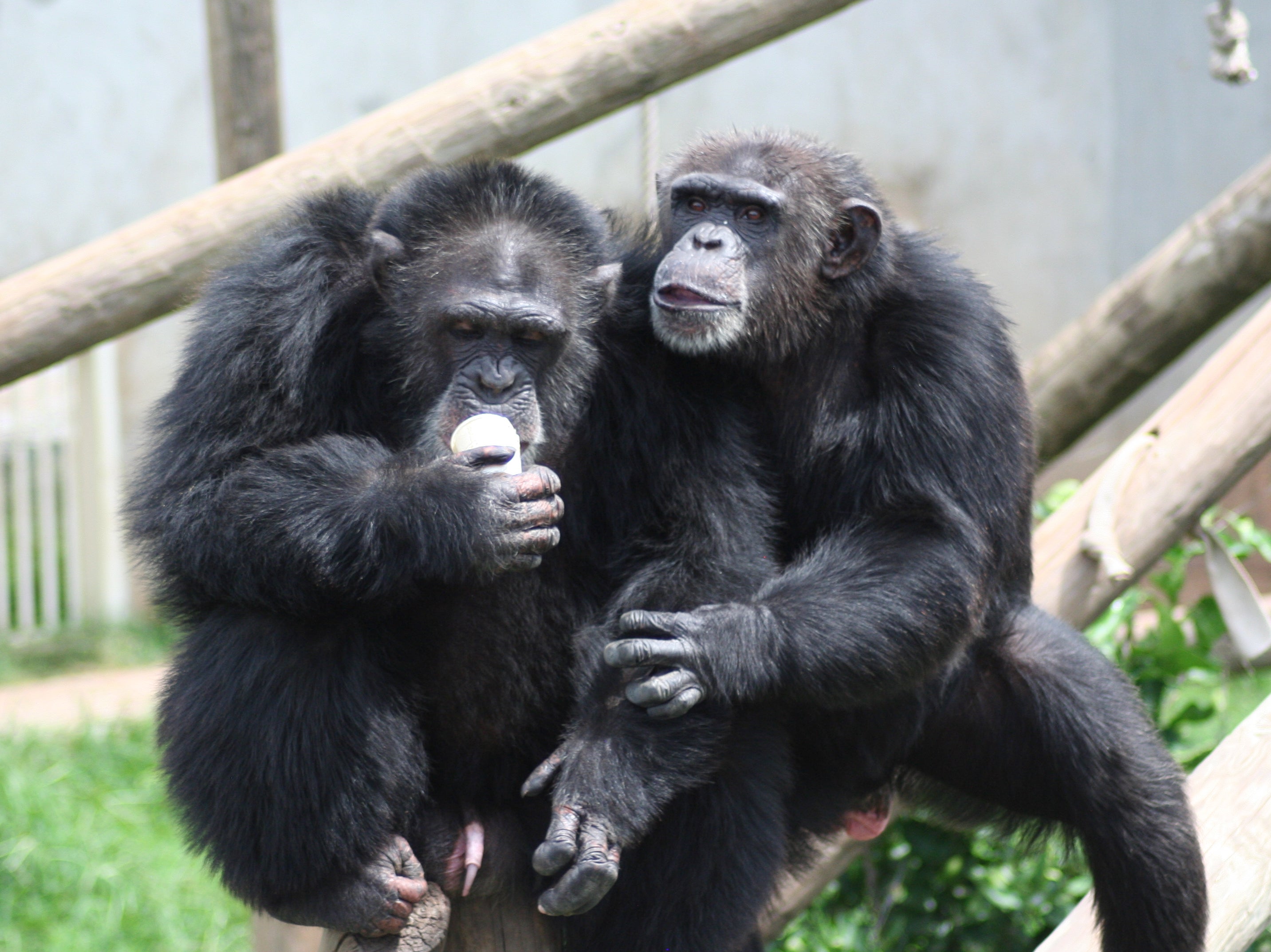 Chimpanzees Tina and Martin, who were studied at the National Centre for Chimpanzee Care in Texas