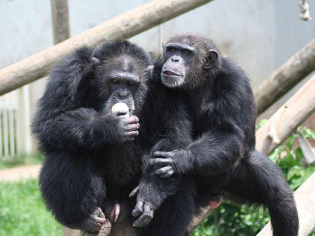 Chimpanzees Tina and Martin, who were studied at the National Centre for Chimpanzee Care in Texas