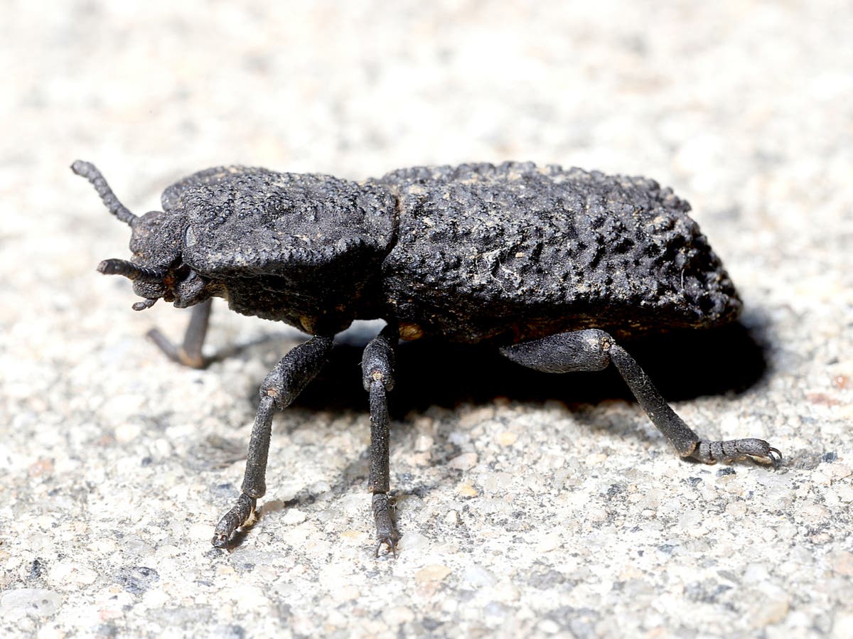 Scientists reveal how diabolical ironclad beetle can survive being run over by car