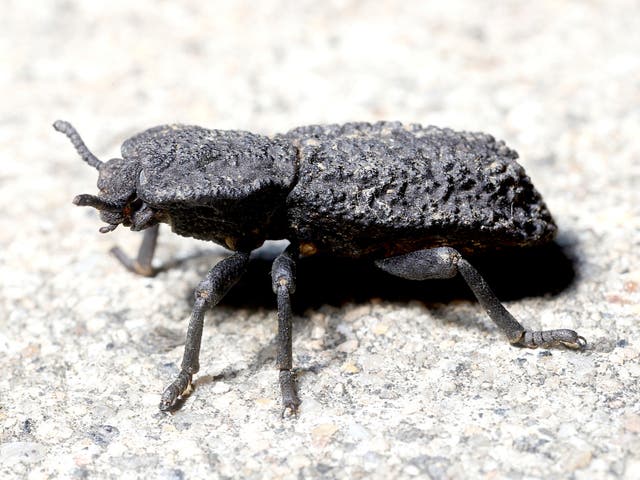 The diabolical ironclad beetle can take on an applied force of about 150 Newtons - a load of at least 39,000 times its body weight