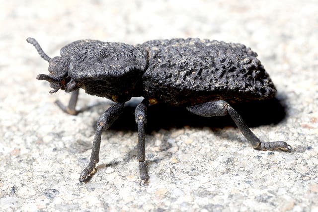 The diabolical ironclad beetle can take on an applied force of about 150 Newtons - a load of at least 39,000 times its body weight