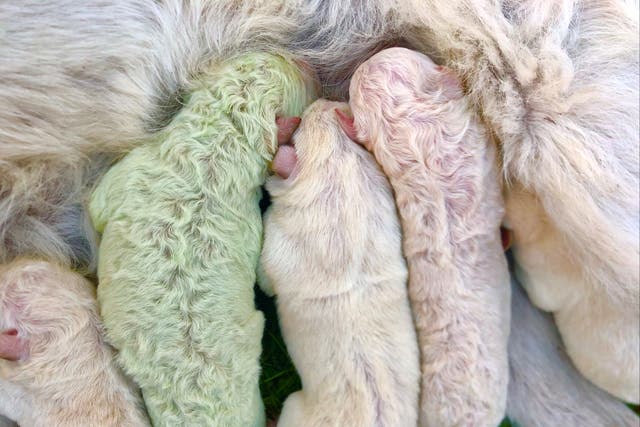 Pistachio, a puppy who was born with green fur, is seen on the day he was born on a farm on the island of Sardinia, in Pattada, Italy