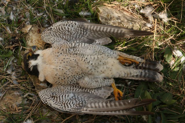 The male peregrine was found next to a pigeon carcass believed to have been used as bait