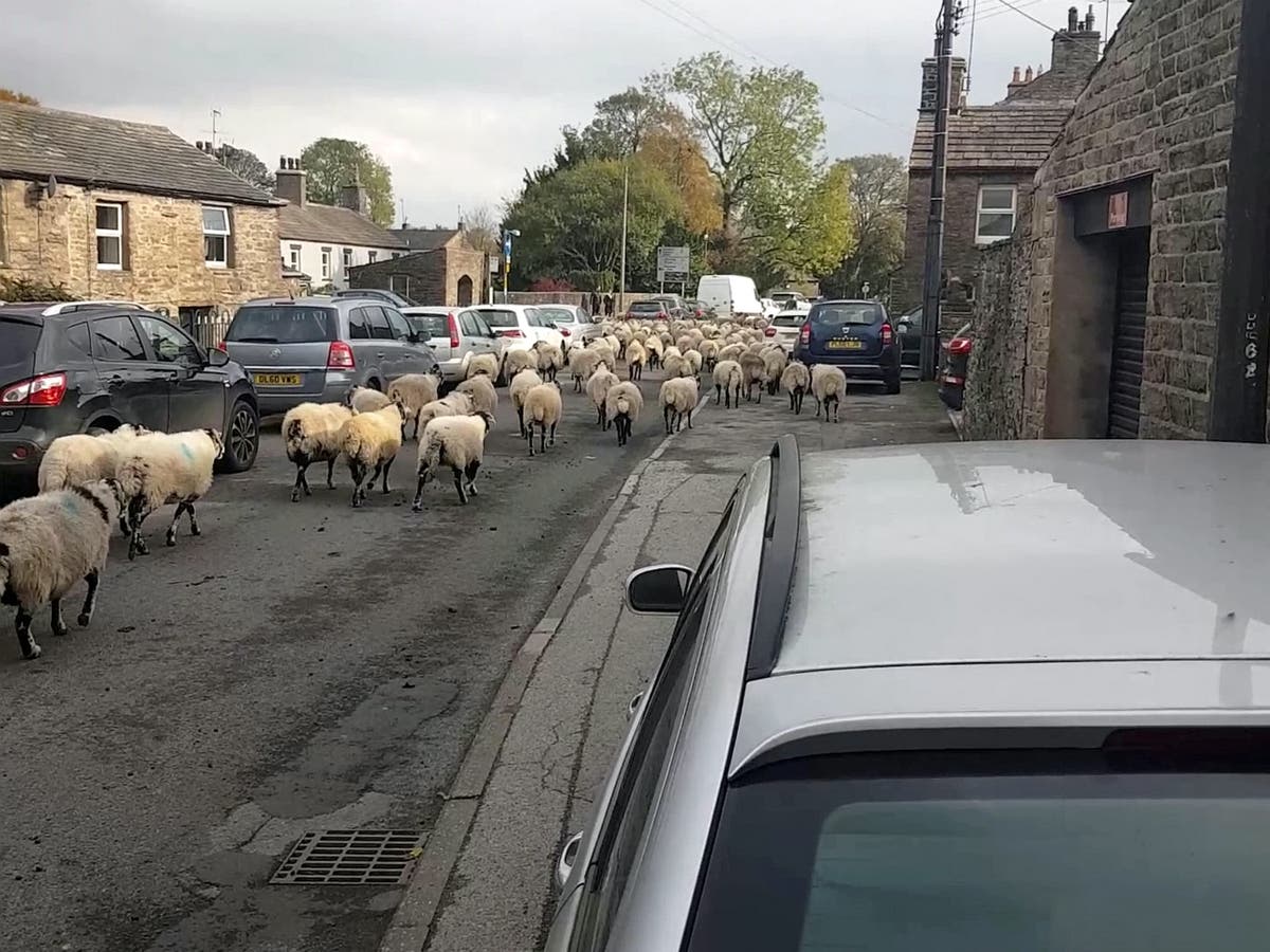 Chaos as flock of 300 sheep brings traffic in small Yorkshire town to standstill