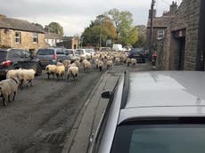 300 sheep bring traffic in small Yorkshire town to standstill