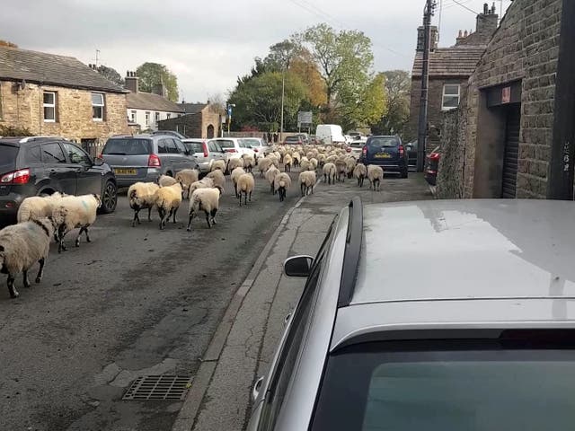 Video grab of almost 300 sheep invading the streets of Hawes, a tiny town situated just south of the River Ure in North Yorkshire