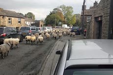 300 sheep bring traffic in small Yorkshire town to standstill