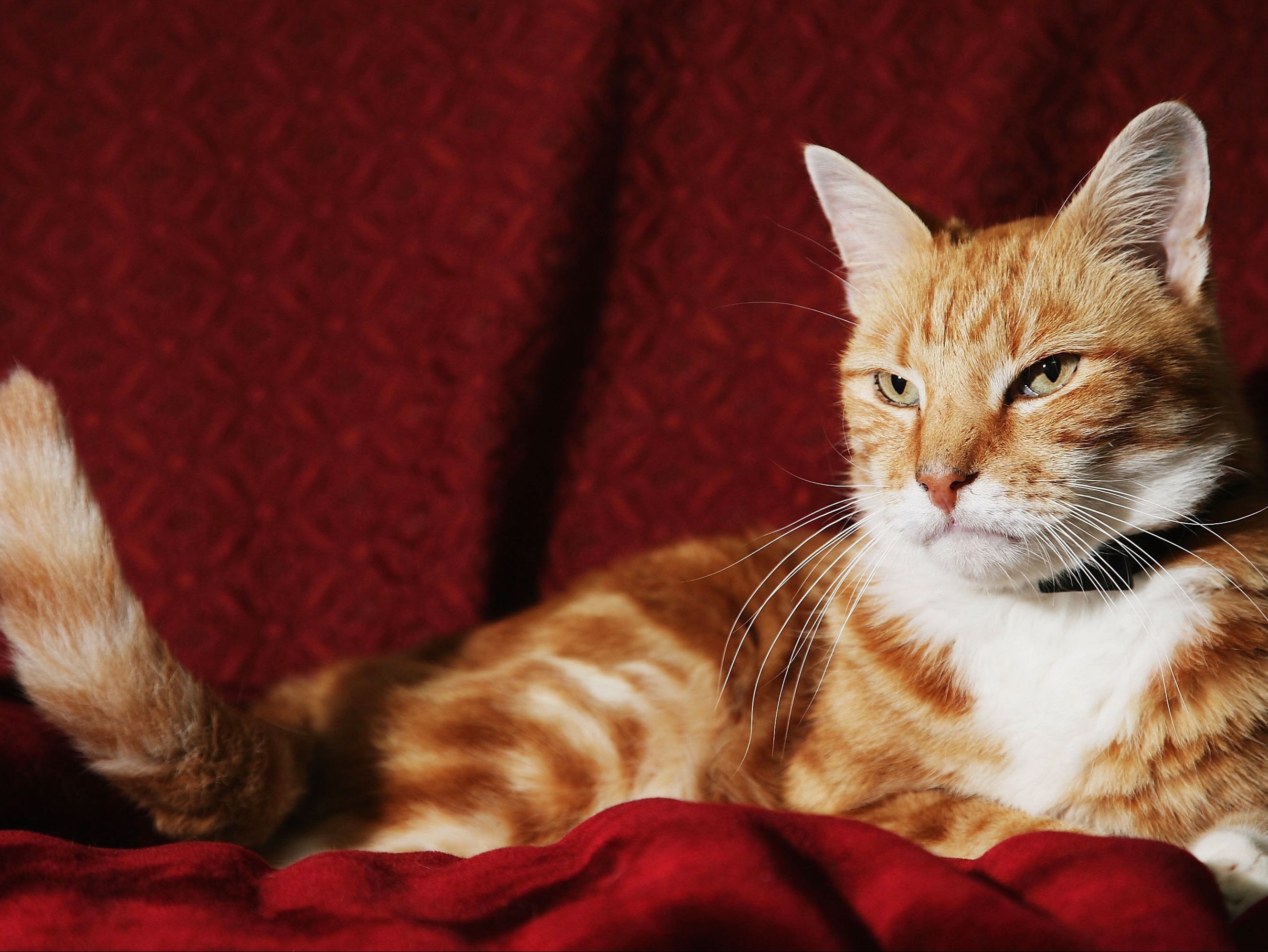 Marmalade was found thanks to its microchip but if a cat is killed in the street it may be disposed of without checks