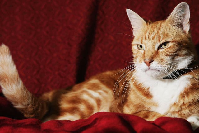 Marmalade was found thanks to its microchip but if a cat is killed in the street it may be disposed of without checks