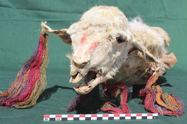 The llamas decoration suggests they may have been significant sacrifices to individual deities
