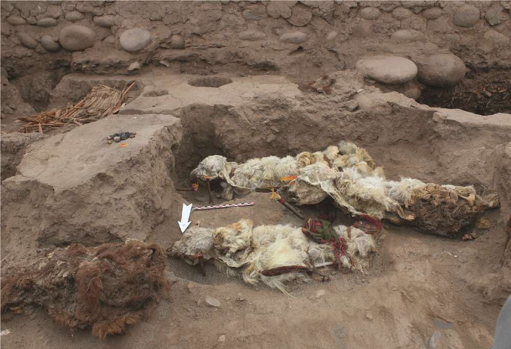 The mummified llamas discovered at Tambo Viejo