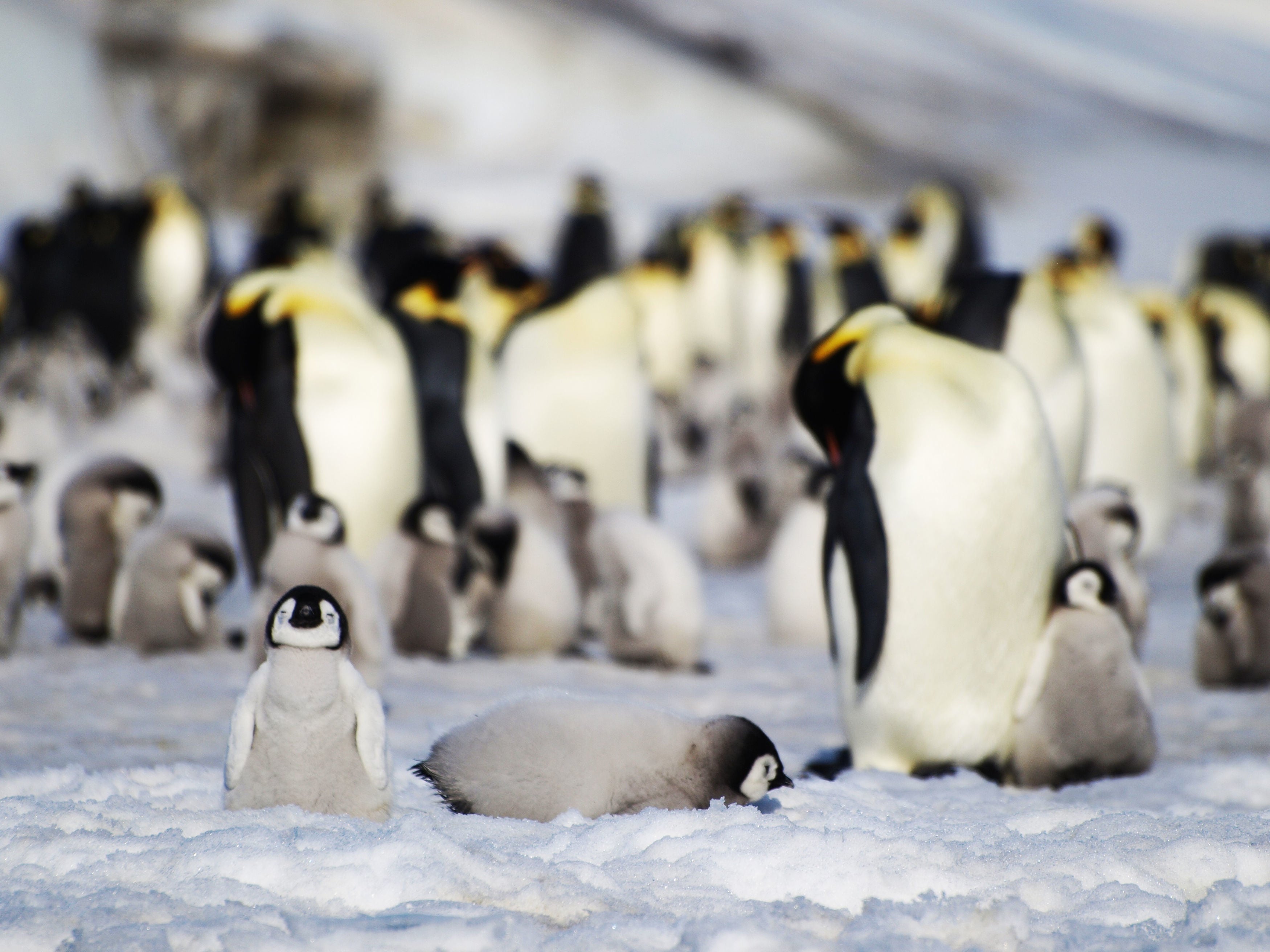 (Non-mummified) penguins in Antarctica