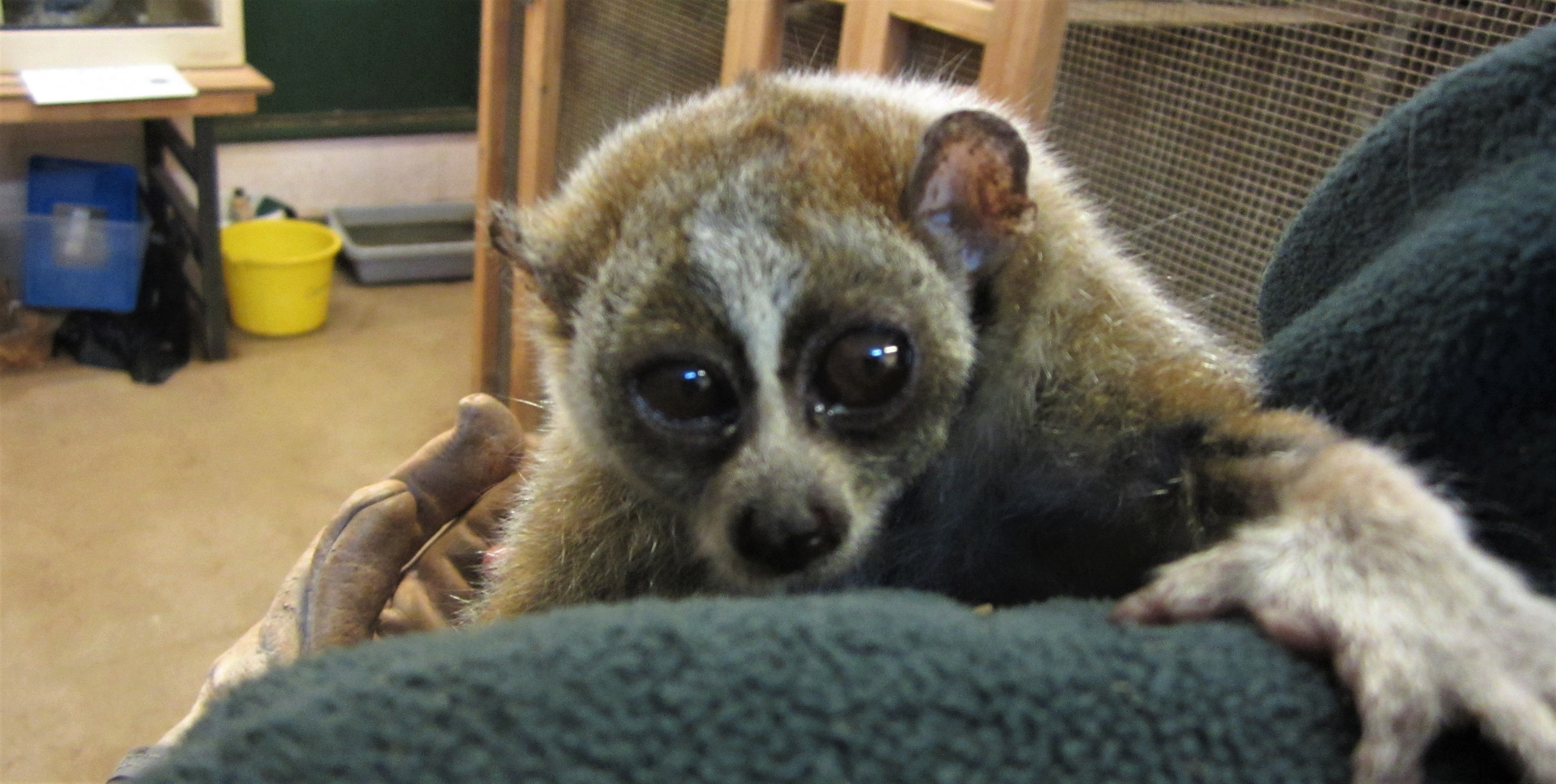 Slow Loris Poison