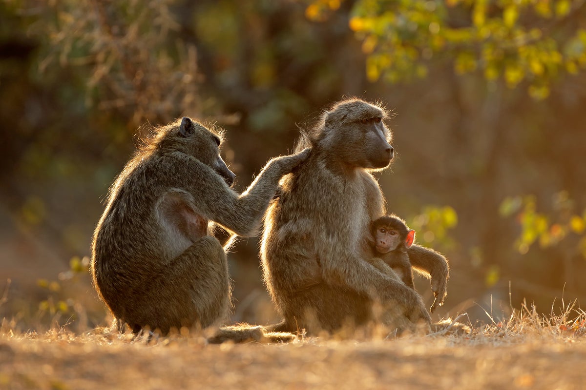 #JusticeForRaygun: Outrage after teenagers burn baboon to death | The ...