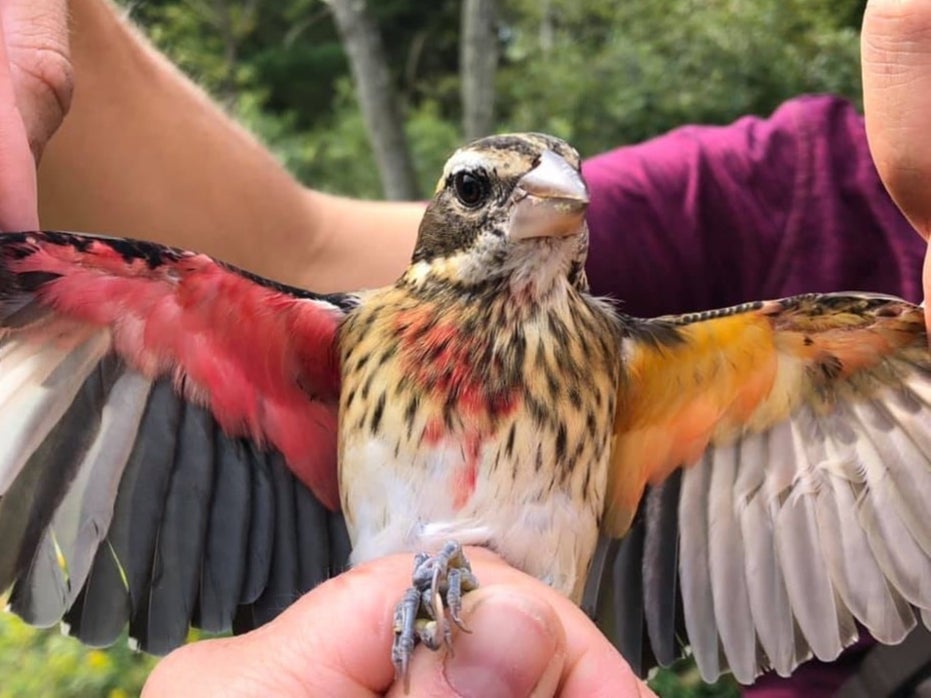 Rose-breasted Grosbeak gynandromorph captured and banded by researchers at the Powdermill Nature Reserve