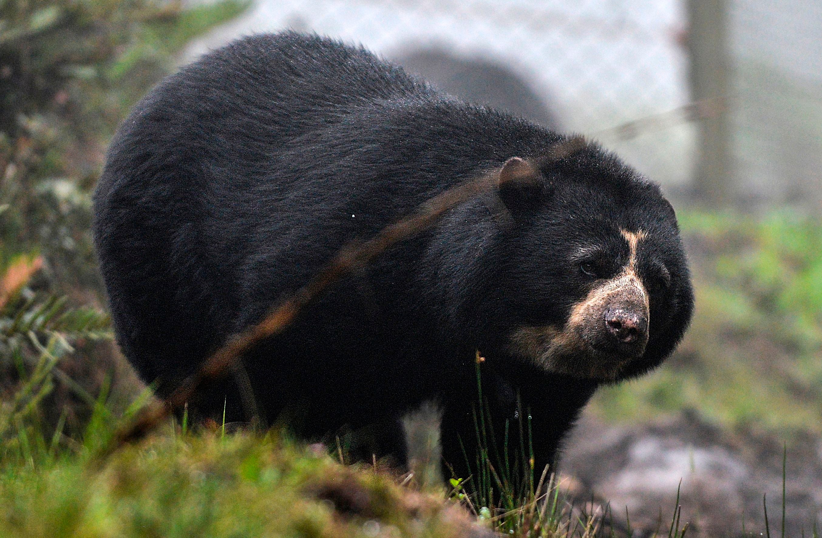Andean bears are among the wildlife already under threat in Ecuador