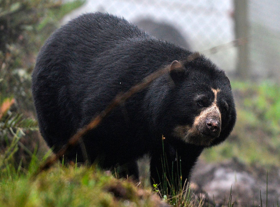 Judges to decide fate of Paddington family’s ultra-biodiverse forest ...