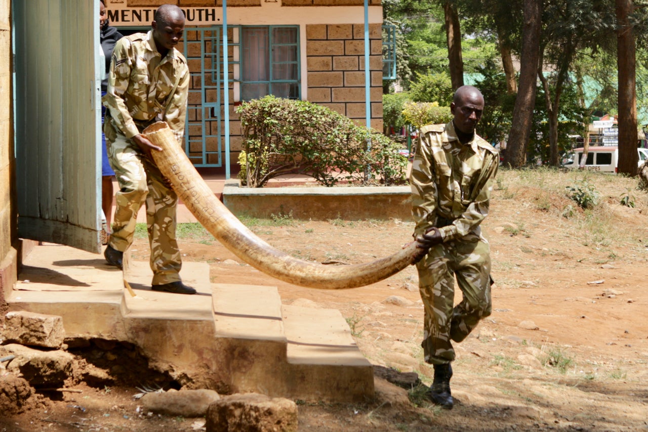 Kenya Wildlife Service officers carry a 100lb tusk from a poached elephant from a court room in Kenya where it was presented as evidence.