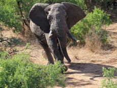 Halt EU ivory trade to save elephants, ministers tell commission