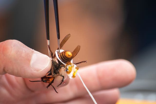 Scientists used dental floss to tie radio trackers to the hornets