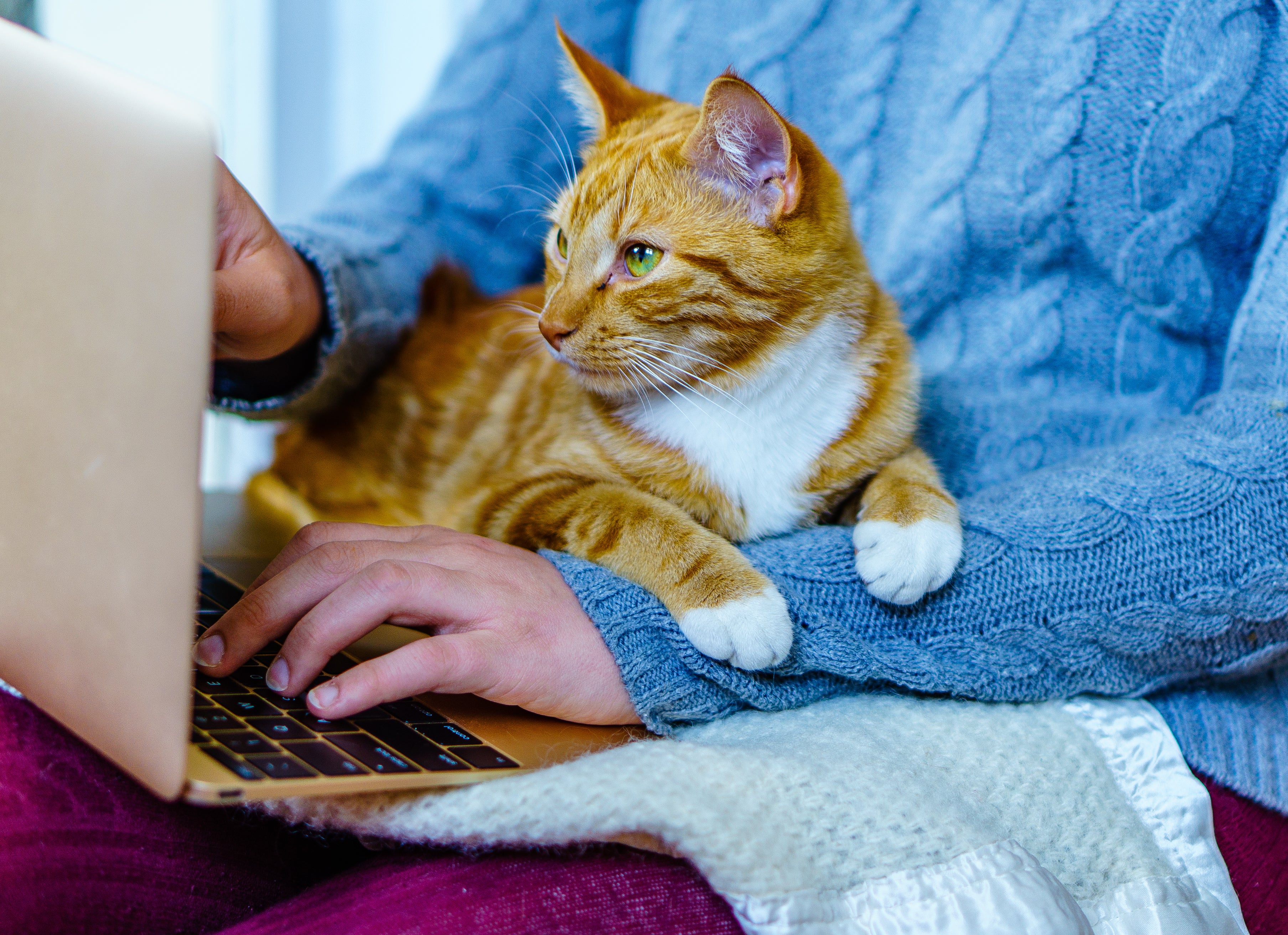The Purina Purrfect Teamwork award recognised cats whose owners work from home