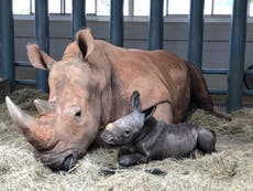 Huge white rhino born at Disney’s Animal Kingdom