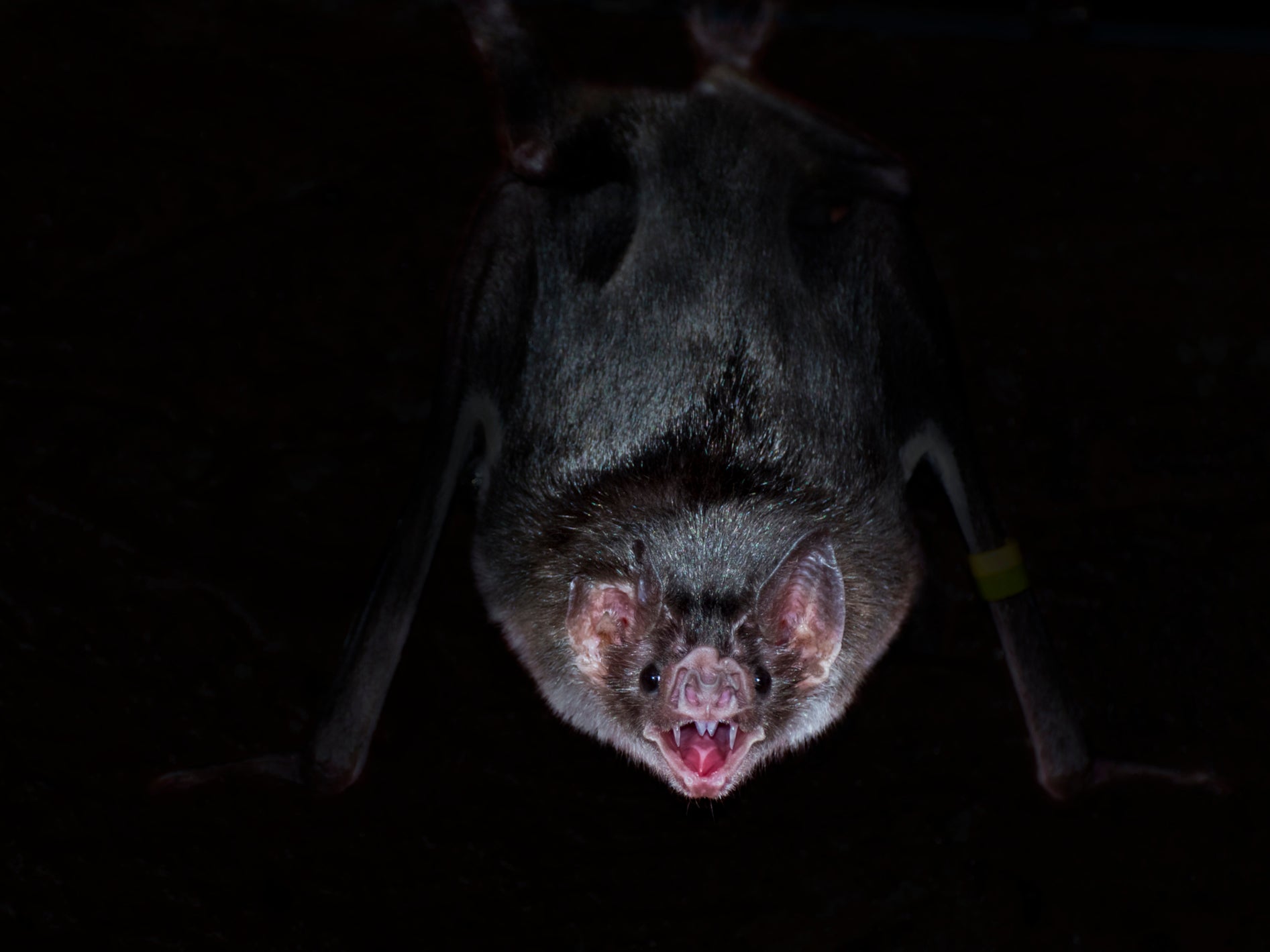 Vampire bats have fewer social interactions when ill, new research shows