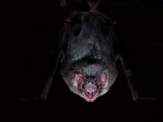 Wild vampire bats socially distance when they get ill