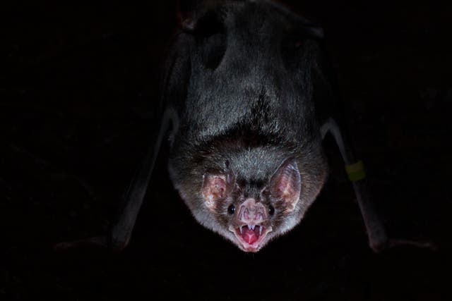 Vampire bats have fewer social interactions when ill, new research shows