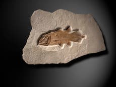 Jurassic-era fossil of ‘Lazarus’ fish expected to fetch £50,000