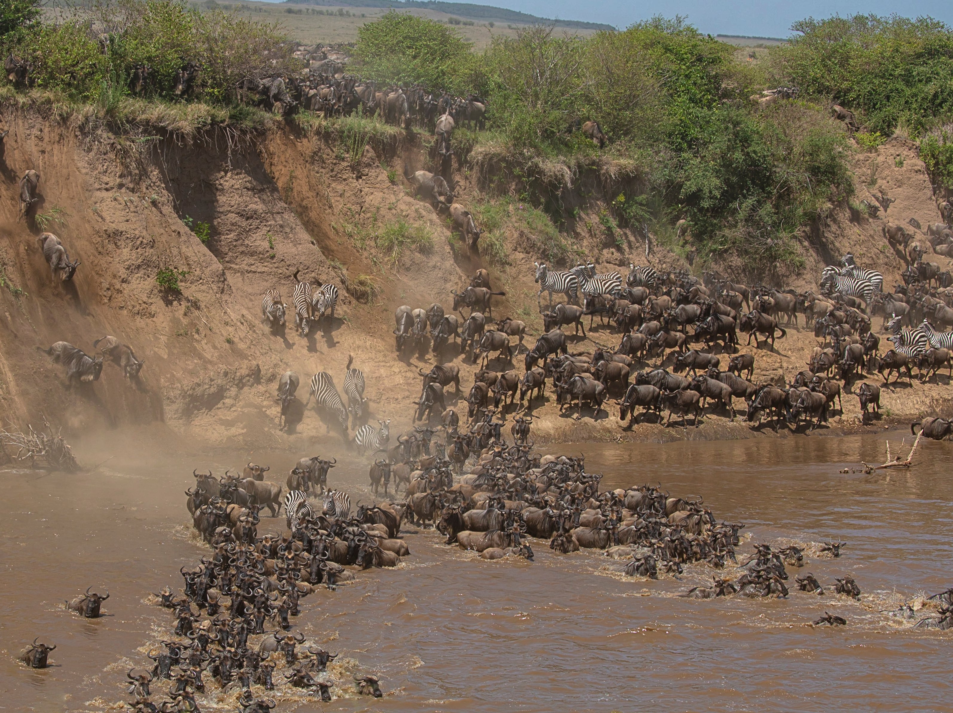 Wild world: Wildebeest and zebra crossing the Mara river in Africa (Paul Goldstein)