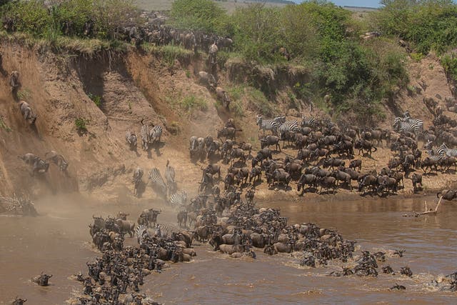 Mundo salvaje: ñus, cebras y gacelas cruzando el río Mara en África.