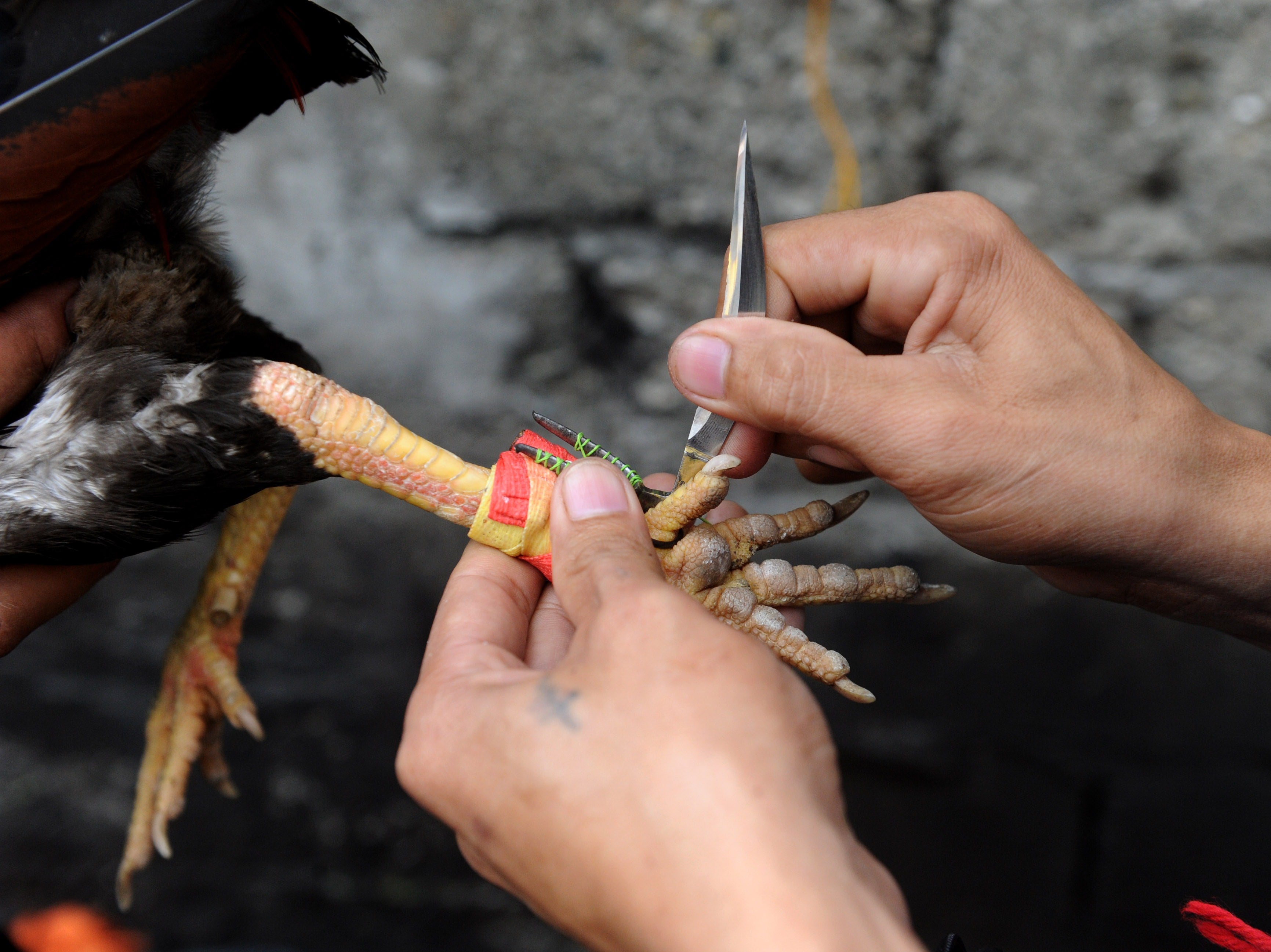 A rooster is fitted with a razor sharp blade outside Manila in 2014