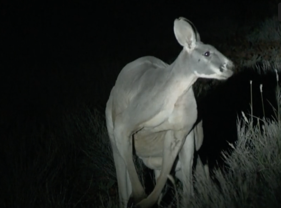 The Australian Society for Kangaroos says numbers have been in dangerous decline for years
